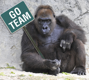 gorilla-marketing gorilla-marketing